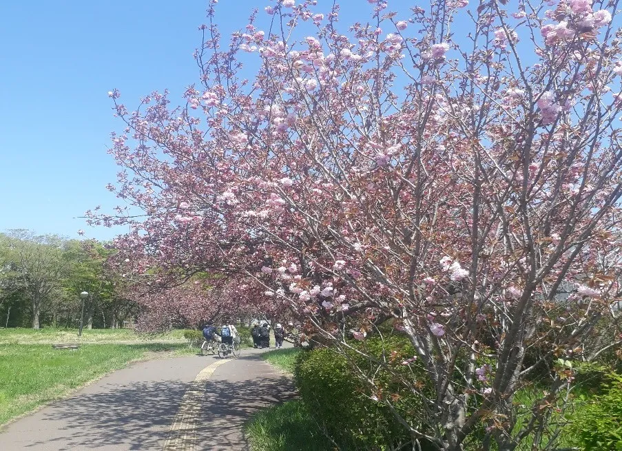 BÁO CÁO KẾT QUẢ HỌC TẬP TẠI ĐẠI HỌC TSUKUBA, NHẬT BẢN